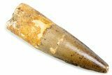 Fossil Spinosaurus Tooth - Real Fossil Tooth #373957-1